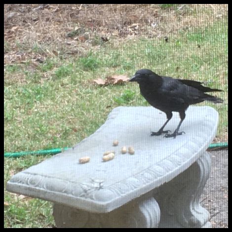 Crow on a Stone Bench