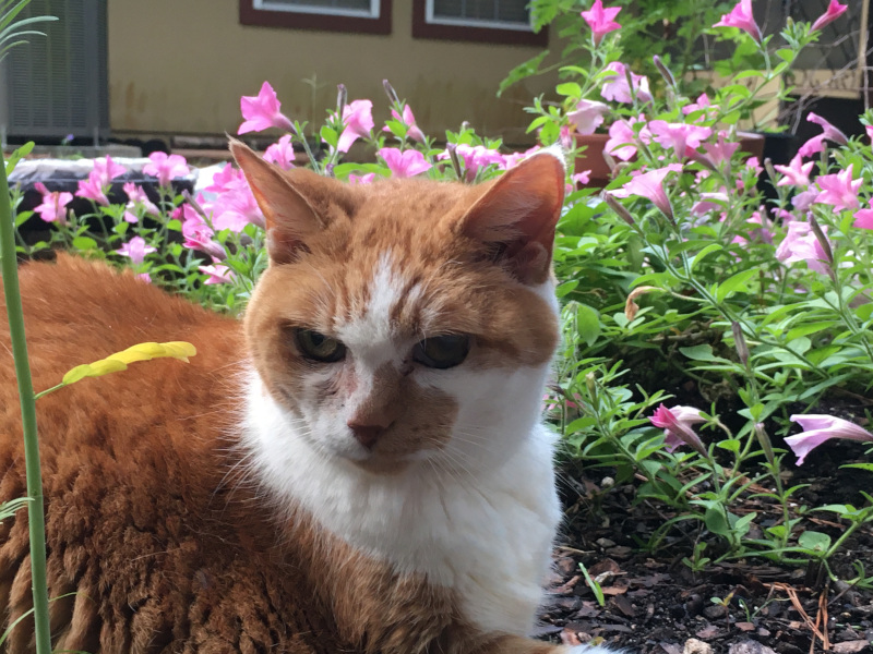 Emma supervising me in the garden.