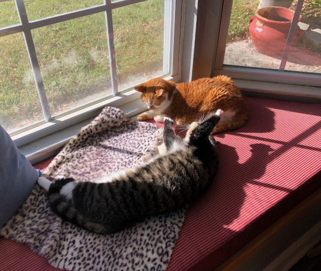 zoe stretching to touch Emma, sitting in sunny window seat