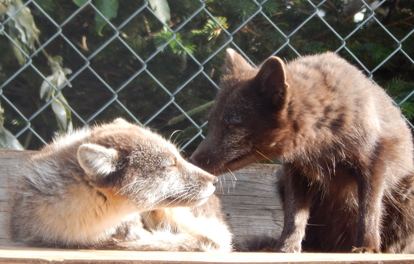 Tan fox and chocolate brown fox sitting in front of a chain link fence, smelling each other's noses